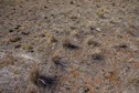 #5: The confluence point lies in dry grassland, 540 m from Trangie-Collie Road