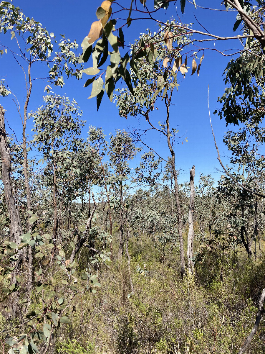 The general area at 32°S 149°E confluence