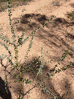 #11: (Maybe) young Apple Box tree (Eucalyptus bridgesiana)