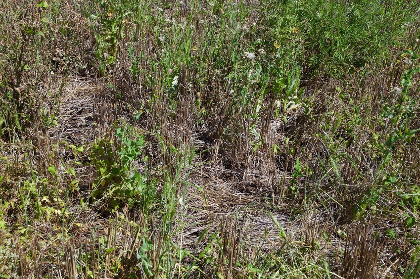 The confluence point lies in a mostly fallow field (although some wheat is growing elsewhere in the field)