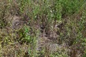 #5: The confluence point lies in a mostly fallow field (although some wheat is growing elsewhere in the field)