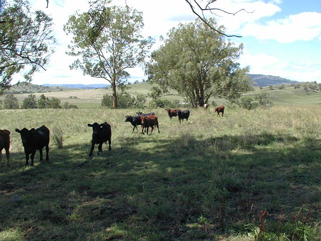 Moo. (looking south-east-ish)