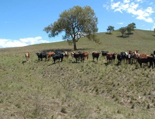 #1: Moo. (Looking north-ish. Confluence is about 50m ahead)