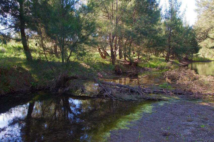 This downed tree enabled me to cross the creek without getting my feet wet