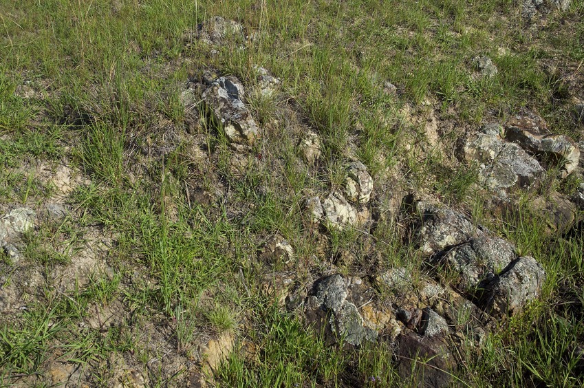 The confluence point lies in a small creek bed, in a sloping farm pasture