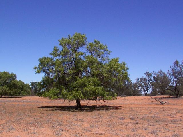 Main view of the confluence tree