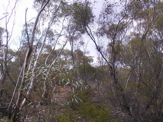 #1: View from the confluence point