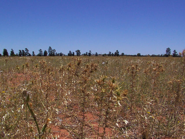 A very prickly weed called scotch thistle