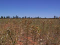 #5: A very prickly weed called scotch thistle