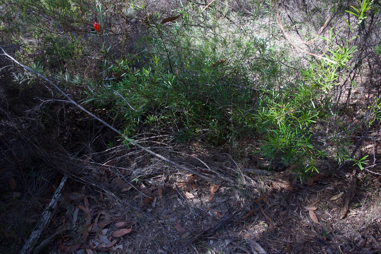 Ground cover at the point