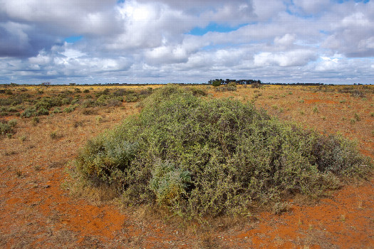 #1: The confluence point lies in flat desert-like area.  (This is also a view to the South.)