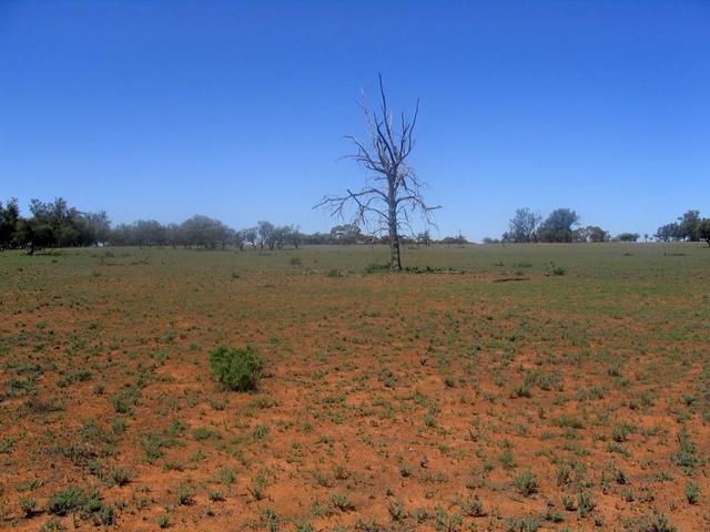 Dead tree in plain - about 2km from confluence