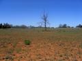 #6: Dead tree in plain - about 2km from confluence