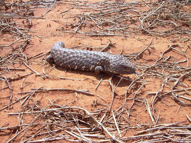 Blue-Tongue Lizard