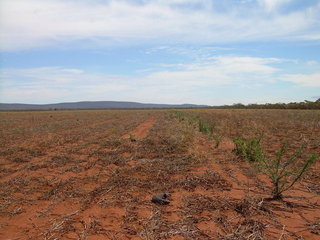 #1: Main view with lizard in foreground