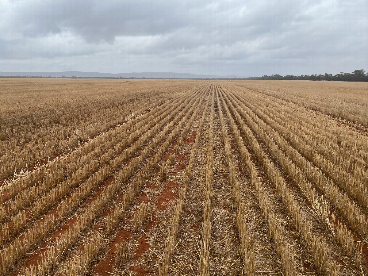 The confluence point lies in a (recently cut) wheat field.  (This is also a view to the North.)