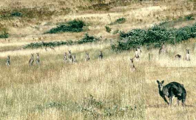 Mob of kangaroos at Seatons Farm