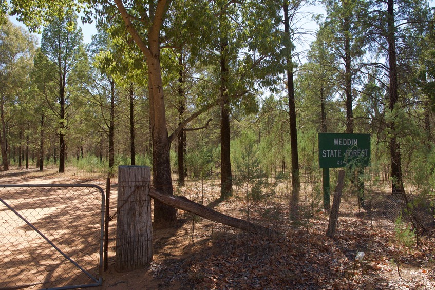 I accessed the dirt road from this gate (off the Barmedman-Grenfell Road)