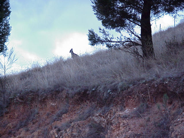 The local wildlife was wondering who was crazy enough to be here at sunset.