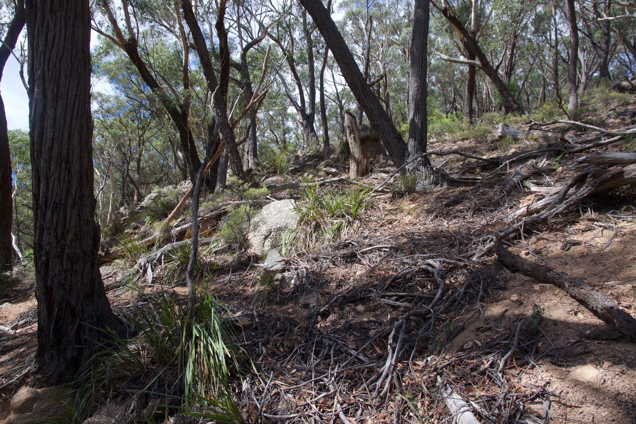 The confluence point lies on a steep, west-facing slope.  (This is a view to the East, up the steep slope.)