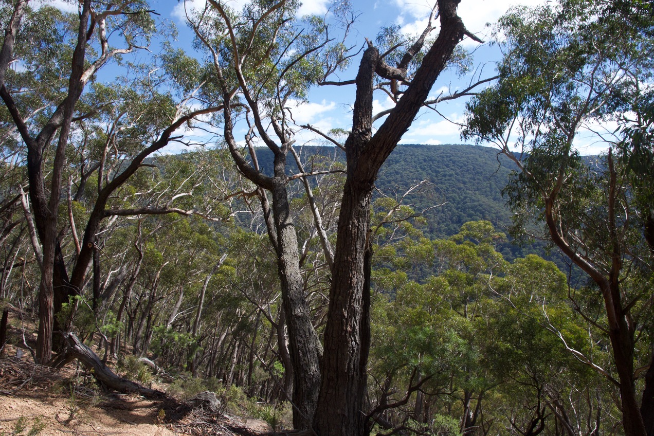 View West (down the slope, across the Kowmung River gorge)