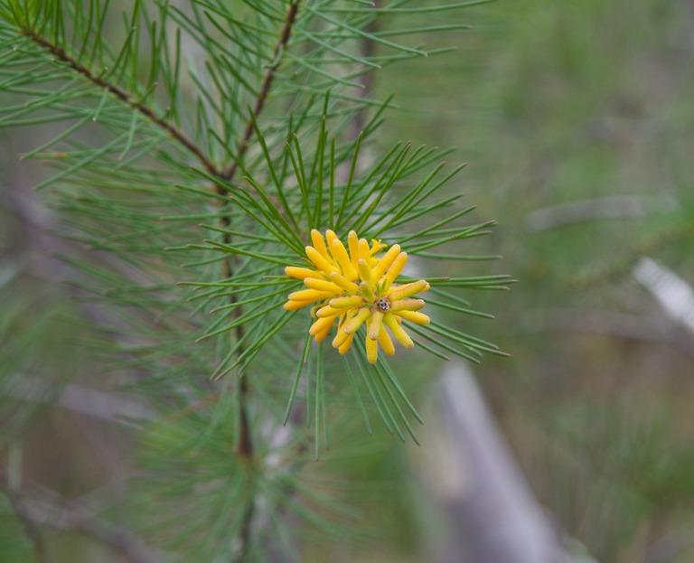 A rare piece of beauty near the point