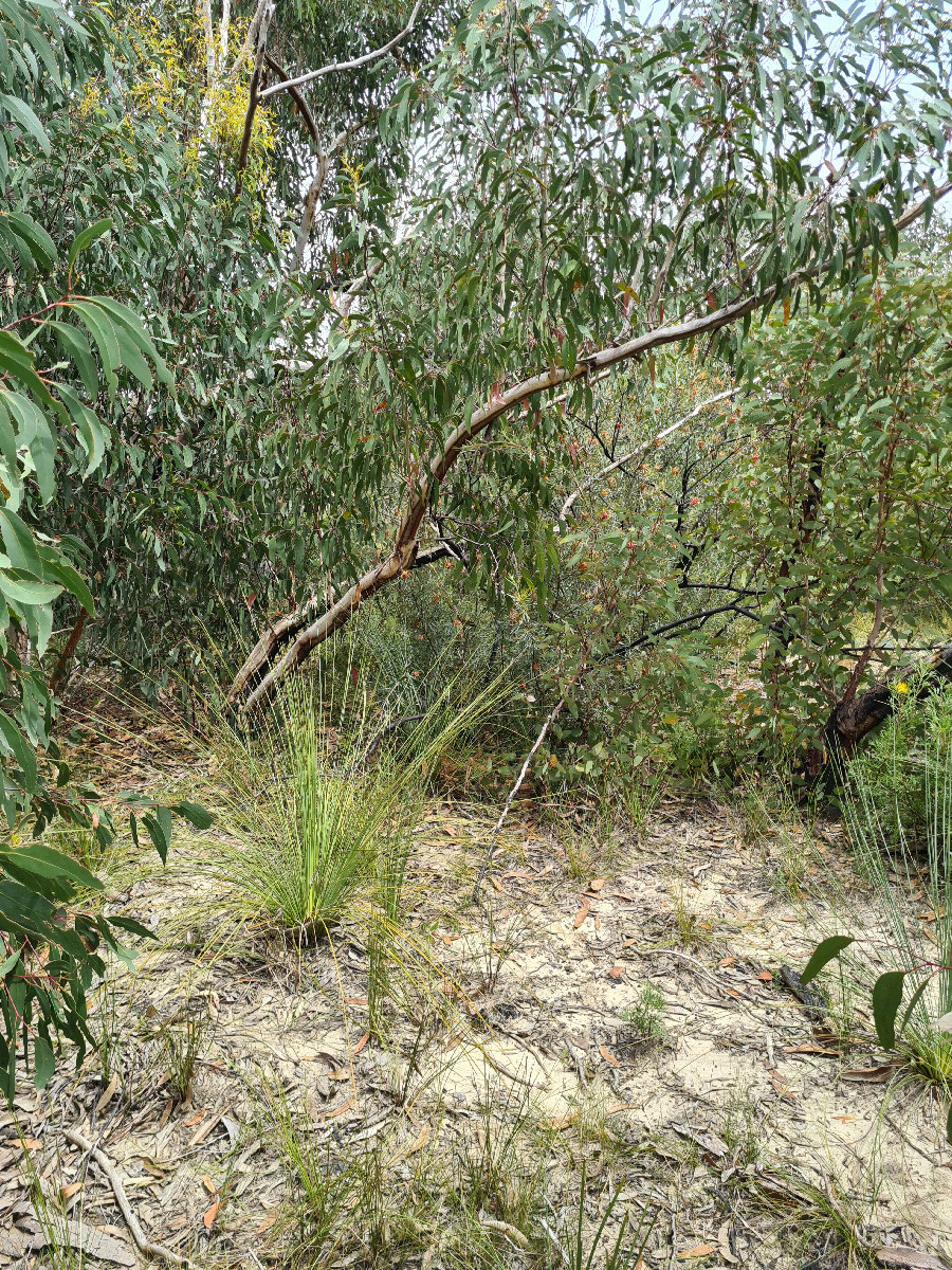 Metal stake marking the confluence point