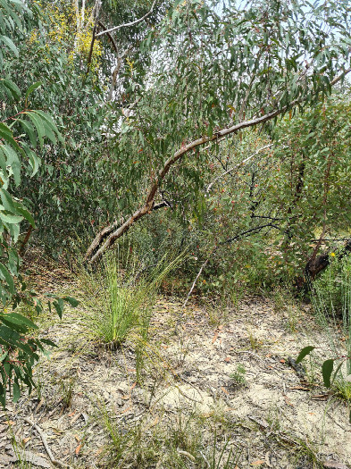 #1: Metal stake marking the confluence point