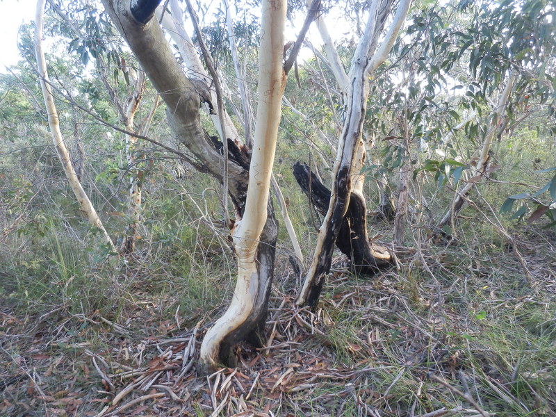 Burnt Trees at the Confluence