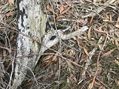 #5: Ground cover from the confluence point. 