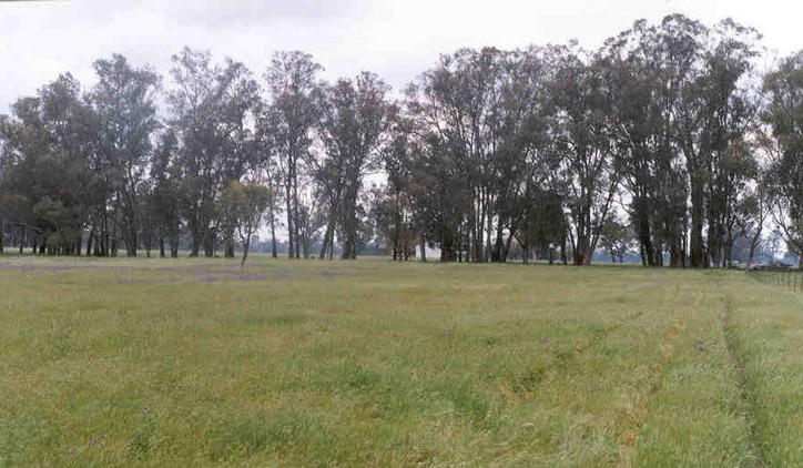 Mirrabooka is to the east, behind the trees.