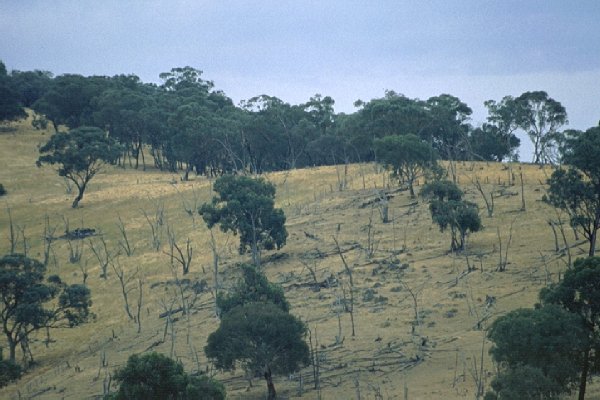 View back toward the confluence from access road