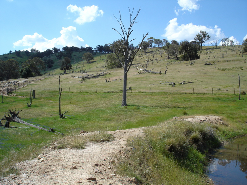 Looking North to the confluence point near the base of the tree