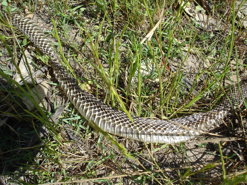 Snake skin heart starter