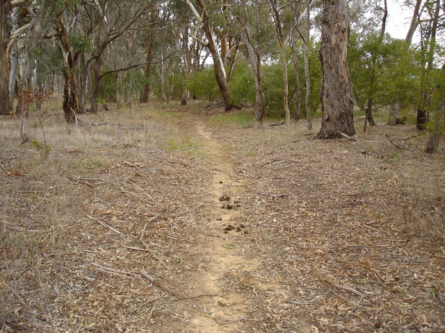 Walking / Horse Riding track down Scrubby Lane