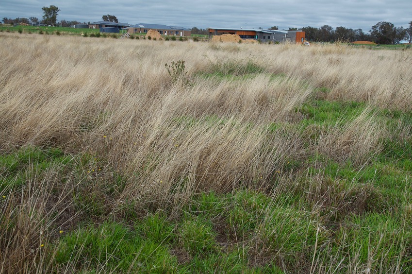 The confluence point lies in this field, which appears to be a (currently unbuilt) lot in a subdivision