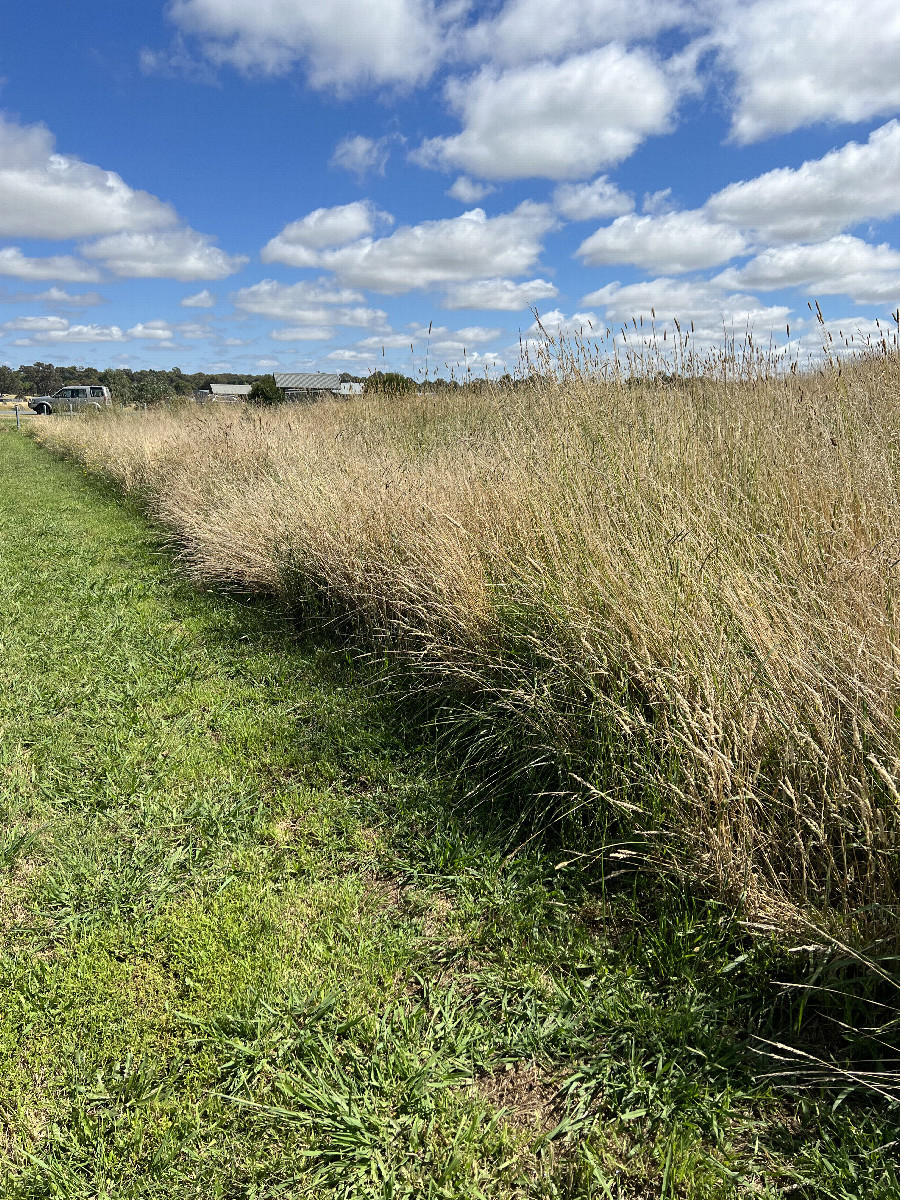 Looking north from the fence.