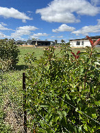 #4: Looking south from the fence.