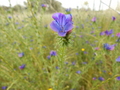 #9: Flower at the Edge of the Field