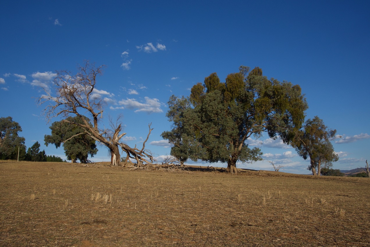 The confluence point lies on a small slope, in a mixed sheep-cattle farm.  (This is also a view to the East.)