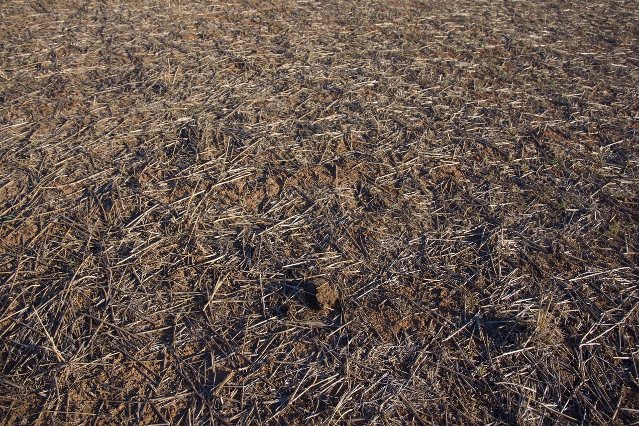 Ground cover at the confluence point