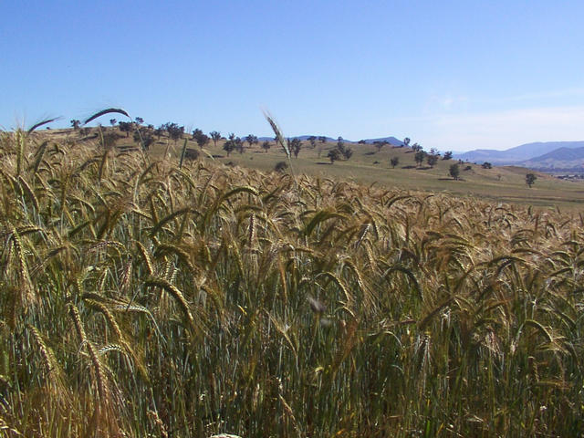 Crop growing in nearby paddock