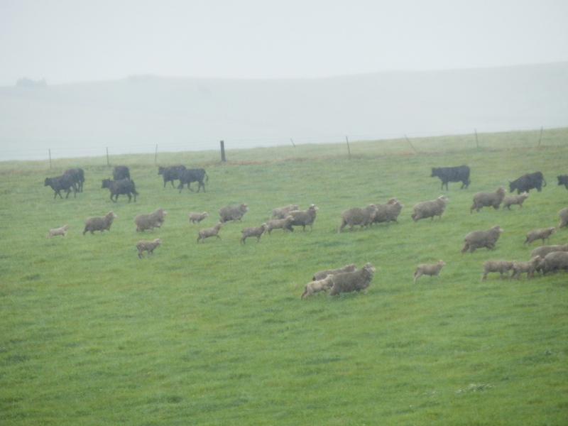 Sheep and Cows during the Hike