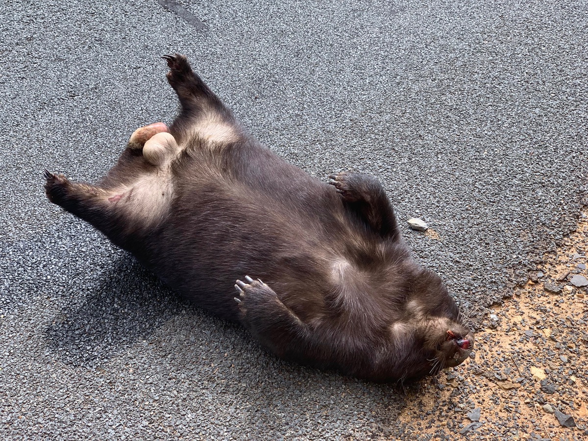 One of the several road-killed wombats seen en route