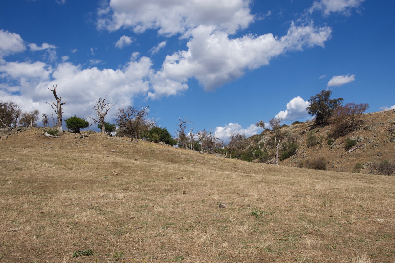 The most interesting feature nearby is this small, wooded hill - about 500m west of the point