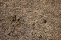 #5: Ground cover at the confluence point