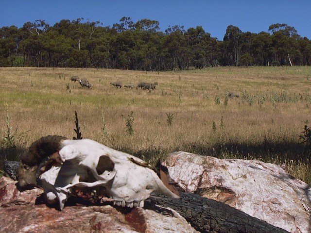 Sheep and their skulls.