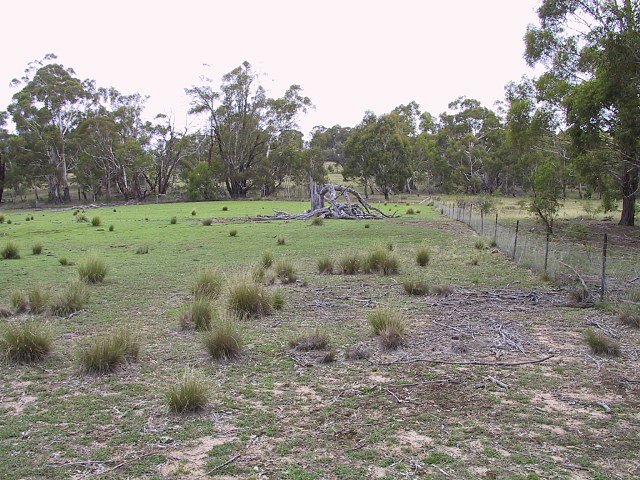 Interesting tree stump about 300m from the confluence point