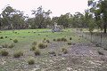 #6: Interesting tree stump about 300m from the confluence point