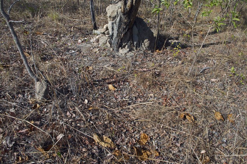 The confluence point lies among a grove of small thinly-spaced trees